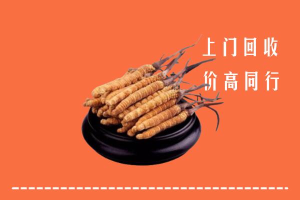 石城县高价冬虫夏草回收多少钱每克
